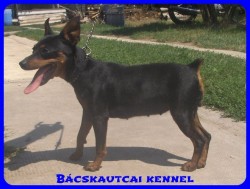 Bcskautcai Amazon