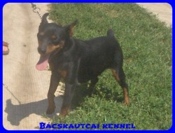 Bcskautcai Amazon