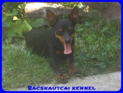 Bcskautcai Amazon