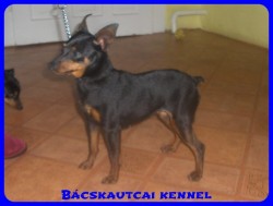 Bcskautcai Amazon