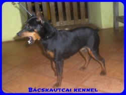 Bcskautcai Amazon
