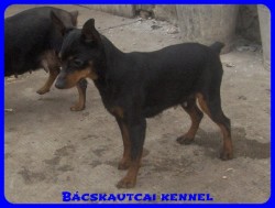 Bcskautcai Amazon
