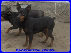 Bcskautcai Amazon
