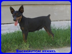 Bcskautcai Amazon