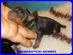 Bcskautcai Agyafrt Maxi
