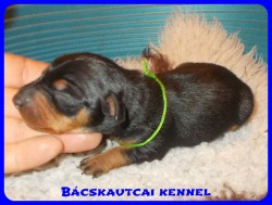 Bcskautcai Agyafrt Maxi