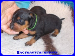Bcskautcai Agyafrt Maxi