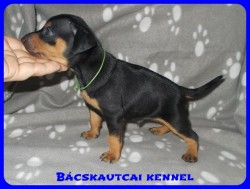 Bcskautcai Agyafrt Maxi