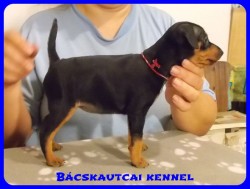 Bcskautcai Allie Masni