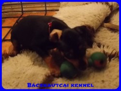 Bcskautcai Allie Masni