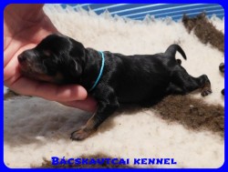 trpe pinscher B-alom 