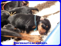 trpe pinscher B-alom 