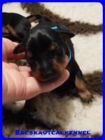 trpe pinscher B-alom 