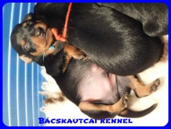trpe pinscher B-alom 