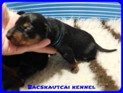 trpe pinscher B-alom 