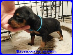 trpe pinscher B-alom 