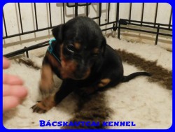 trpe pinscher B-alom 