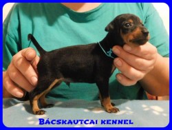 trpe pinscher B-alom 