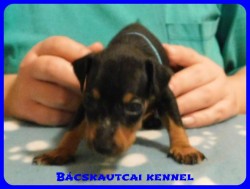 trpe pinscher B-alom 