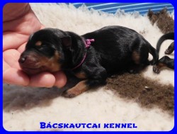 trpe pinscher B-alom 
