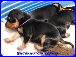 trpe pinscher B-alom 