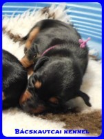 trpe pinscher B-alom 