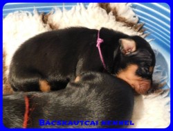 trpe pinscher B-alom 