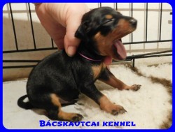 trpe pinscher B-alom 