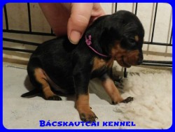 trpe pinscher B-alom 