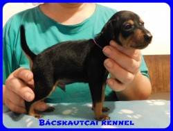 trpe pinscher B-alom 