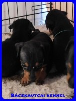 trpe pinscher B-alom 