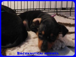 trpe pinscher B-alom 