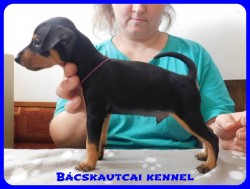 trpe pinscher B-alom 