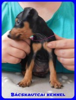 trpe pinscher B-alom 