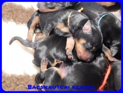 trpe pinscher B-alom 
