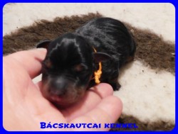 trpe pinscher B-alom 