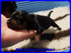 trpe pinscher B-alom 