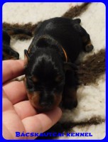 trpe pinscher B-alom 