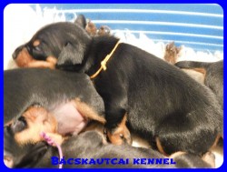 trpe pinscher B-alom 
