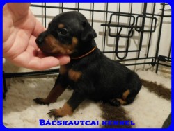 trpe pinscher B-alom 