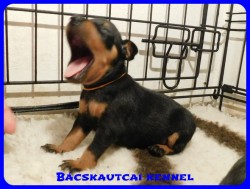 trpe pinscher B-alom 