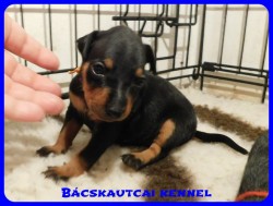 trpe pinscher B-alom 