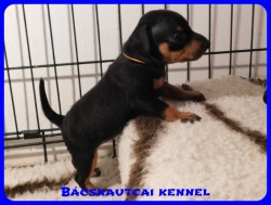 trpe pinscher B-alom 