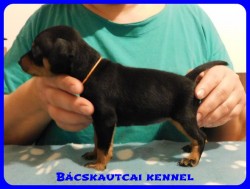 trpe pinscher B-alom 