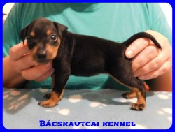 trpe pinscher B-alom 