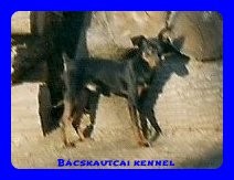 Ankirott Devil Pac