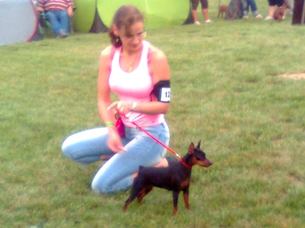 Debrecen jszakai CAC trpe pinscher kp 4