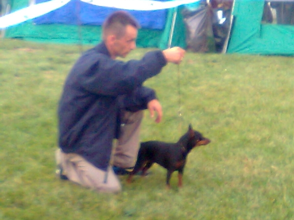 Debrecen jszakai CAC trpe pinscher kp 6