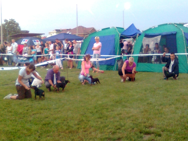 Debrecen jszakai CAC trpe pinscher kp 7