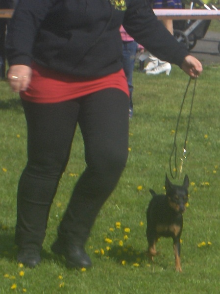 Gyula CAC trpe pinscher kp 1